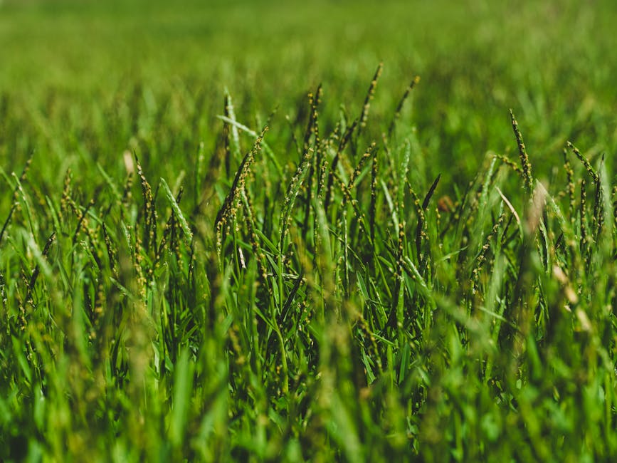 Adelaide three lawn types side by side — buffalo, couch and kikuyu showing texture differences
