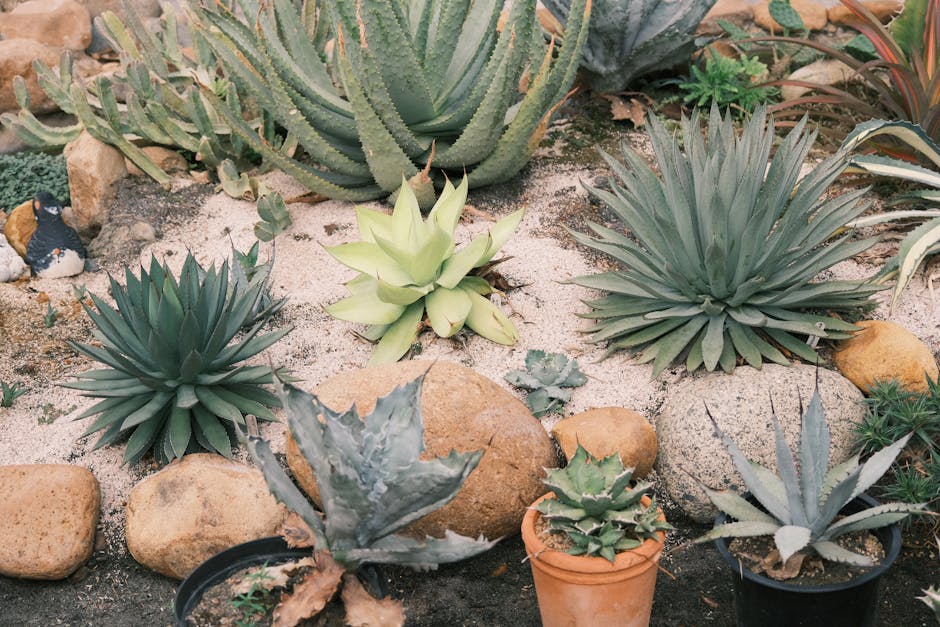 Adelaide drought-resistant garden with succulents, gravel mulch and Mediterranean plants