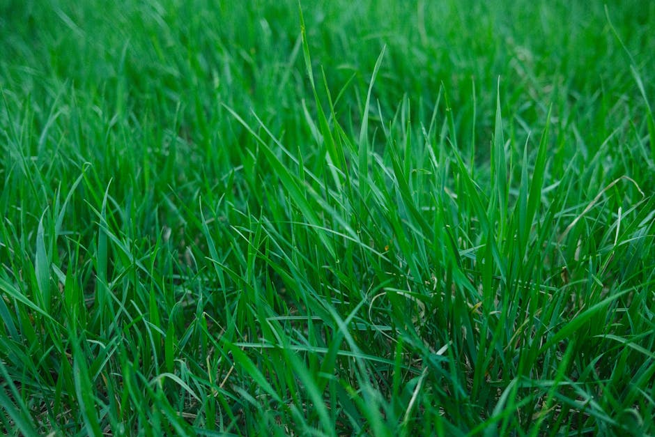 Adelaide backyard with Sir Walter buffalo and TifTuf side by side comparison