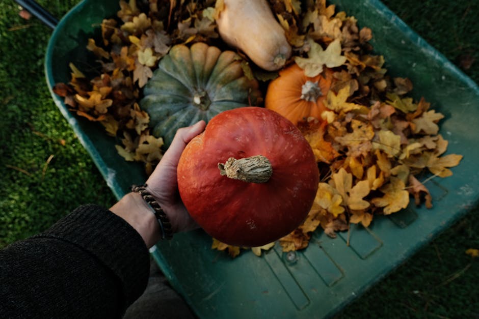 Adelaide garden in autumn — ideal planting season with mulched beds and new shrubs